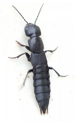 Réf. 219 357 : Ocypus sp.